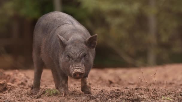 Маленька чорна свиня стоїть на фермі. Вирощують і розмножують домашні свині. Муж тварин — стокове відео