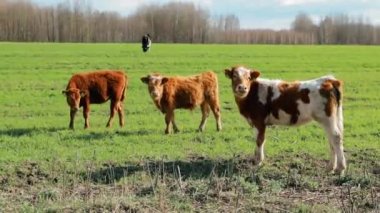 Buzağılar yeşil bir çayırda otluyor. Yaz Gününde Çayırda Yürüyen Sığırlar.