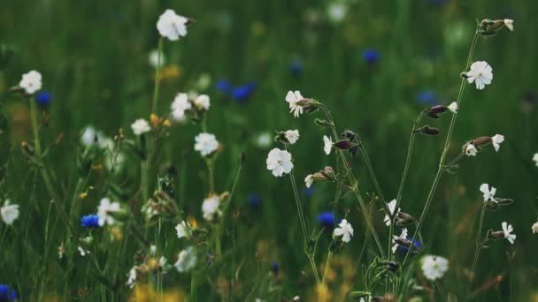 4K Silene Latifolia Subsp. Met Alba. Voorheen Melandrium Album. White Campion is een tweehuizige bloeiende plant in de familie Caryophyllaceae, inheems in het grootste deel van Europa, West-Azië en Noord-Afrika. — Stockvideo