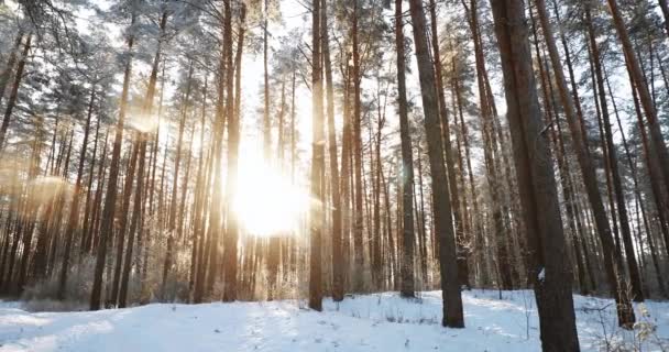 4K Beautiful Snowy White Forest In Winter Frosty Day. Je sníh v zimě Zmrzlé lesy zpomalit, zpomalit. Sněžné počasí. Sunset Sunrise Sun Sunshine In Sunny Winter Snowy Jehličnatý Les — Stock video