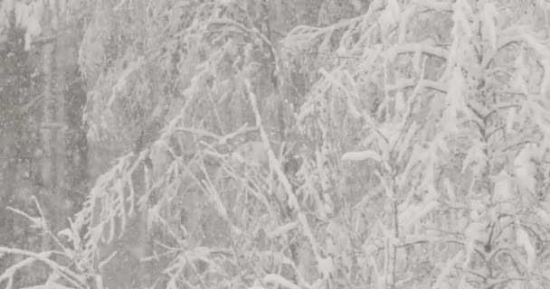 4K Belle forêt blanche enneigée en hiver Journée givrée. Il neige en hiver Bois givrés au ralenti, au ralenti. Météo à Blizzard — Video