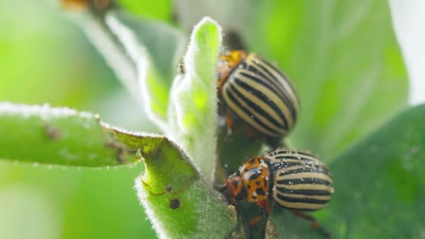 Två Colorado randiga skalbaggar - Leptinotarsa Decemlineata. Skalbaggar äter potatisblad. Den här skalbaggen är en allvarlig potatispest. 4K. — Stockvideo