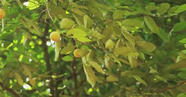Goa, Indien. Junge grüne Muskatnussfrüchte wachsen auf einem Baum. — Stockvideo