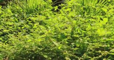 Goa, Hindistan. Cymbopogon 'un Çiçeği, Limon Çimi ya da Güneş Işığındaki Dikenli Çimen olarak da bilinir.
