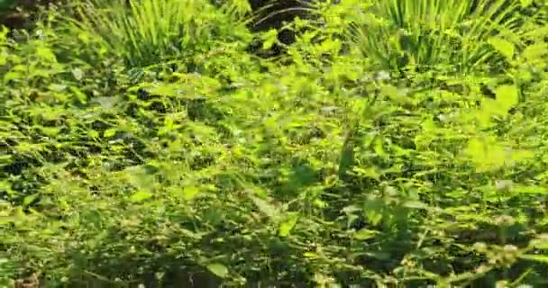 Goa, India. Flor de Cymbopogon, también conocido como hierba de limón o hierba de alambre de púas en luz soleada — Vídeos de Stock