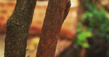 Goa, Hindistan. Ragged Bark 'lı iki ağaç gövdesi Cinnamomum Zeylanicum. Eğil
