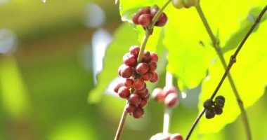 Goa, Hindistan. Kahve ağacı fidanlığında büyüyen taze kahve çekirdekleri. Organik tarım tarım meyveleri. Coffee Canephora ya da Coffee Robusta, genel olarak Robusta Coffee olarak bilinir.