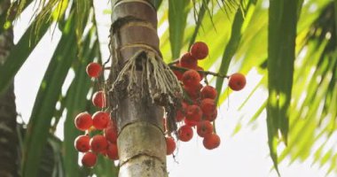 Goa, Hindistan. Arka planda Yeşil Yapraklar Üzerinde Narkotik Fındıklı Areca Catechu Palm
