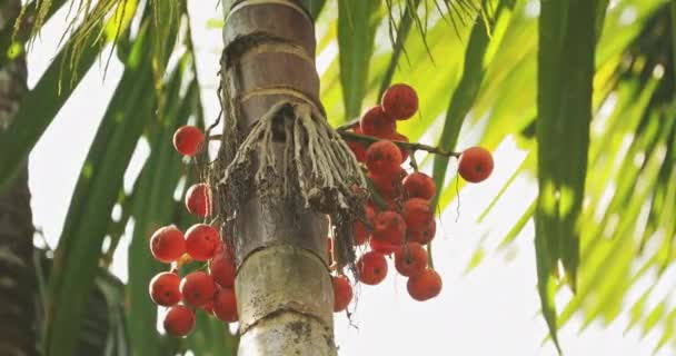 Goa, Indien. Areca Catechu Palme mit Narkotika auf grünen Blättern — Stockvideo