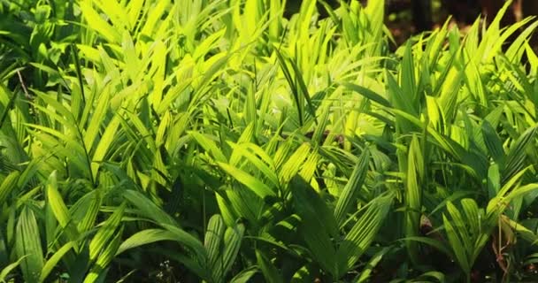 Piccoli germogli verdi di piante palme con foglie che crescono dal suolo in giardino — Video Stock