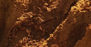 Goa, Hindistan. Güneşli yaz gününde ormanın ortasında termit antresi. Uzaklaştır