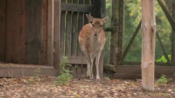 Biélorussie Jachère Cerf ou Dama Dama broutent dans la cage du zoo de l'enceinte de la volière. — Video