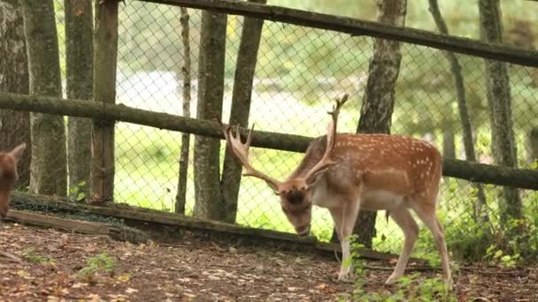 Fallow Deer vagy Dama Dama legelő madárkerti állatkerti ketrecben. — Stock videók