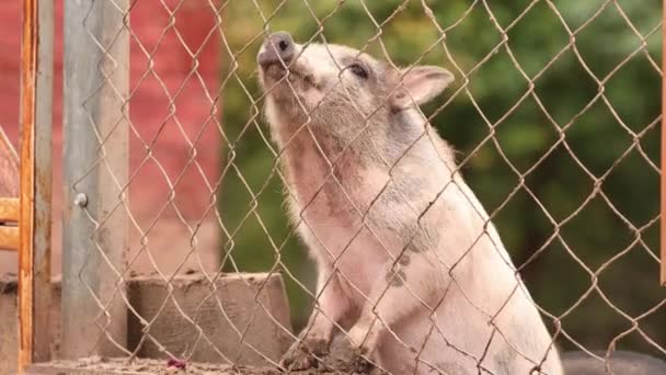 Hushåll En liten vit gris sniffar luft i pennan på gården. Grisuppfödning föder upp och föder upp tamsvin. Svin föds upp i princip som livsmedel — Stockvideo