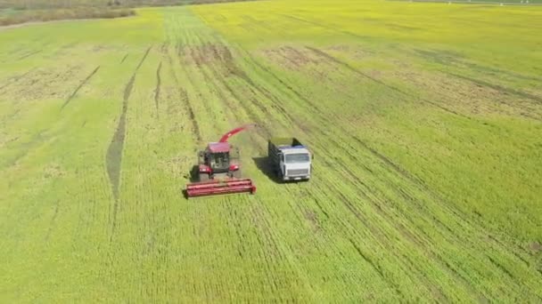 4K Légi Kilátás a Kombinált Aratásra és a Teherautóra, ami együtt dolgozik a terepen. Olajos magvak betakarítása a tavaszi szezonban. Mezőgazdasági gépek összegyűjtése Rapeseeds Canola Colza Vidéki táj — Stock videók