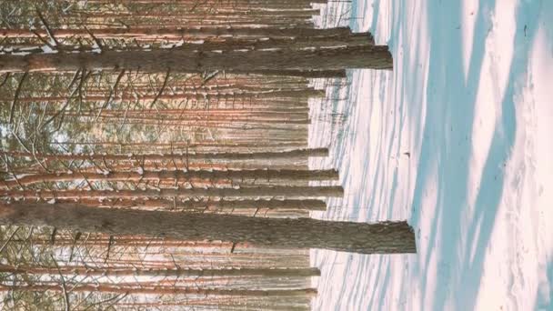 Vertical Shot 4K Belle ombre da pini in movimento sul terreno innevato invernale. Sole nella foresta. Sunset Sunlight Shining Through Pine Greenwoods Woods Landscape. Tempo di lapse della natura della neve — Video Stock