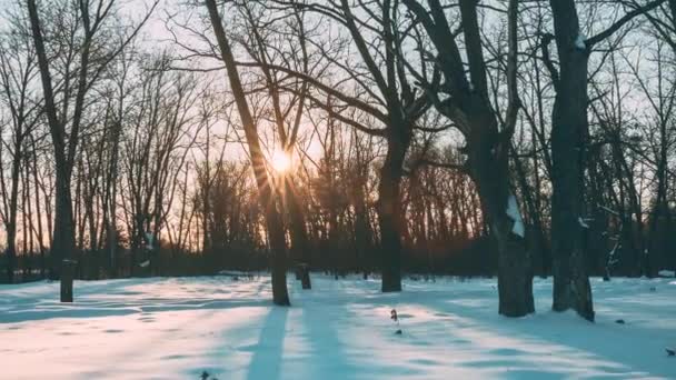 Piękny zachód słońca Słońce w słonecznym zimie Snowy Forest Park. Światło słoneczne przez lasy w zimowym krajobrazie lasu. Cienie na śniegu — Wideo stockowe