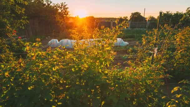 Vista de arbustos de framboesa que crescem no jardim vegetal no por do sol. Hora de Verão. — Vídeo de Stock