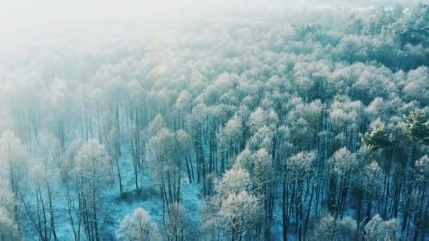 4K Snowy Forest In Winter Frosty Day. Blue And White Frost. Aerial View Above Amazing Pines During Misty Frozen Morning. Sunrise Sunset Sunrays Above Winter Nature Landscape. Scenic View Of Park Frost — Stock Video