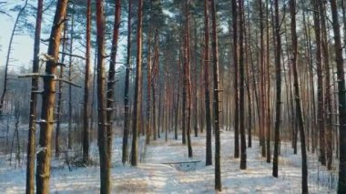 Güzel Kış Karlı Kozalaklı Orman 'da Kamera Uçuşu. Ormandaki Ormanda Güneş Işığı. Lane ve Pines Trunks Ağaçları