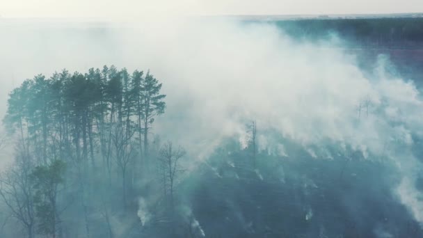 Légitekintés. Tavaszi száraz fű ég aszály idején. Bokortűz és füst a réten. A Wild Open Fire elpusztítja a füvet. Veszélyben a természet. Ökológiai probléma A levegőszennyezés. Természeti katasztrófa — Stock videók