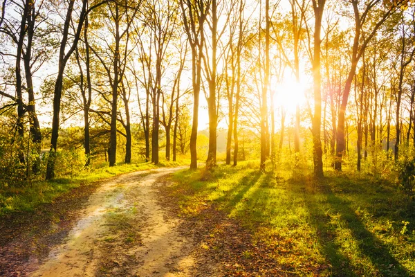 Sunny Day In Summer Forest. Sunbeams Pour Through Trees. Russian