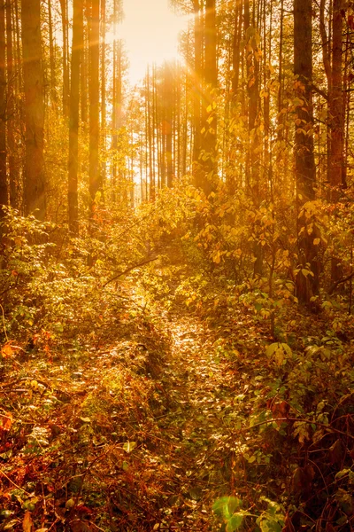 Autumn Trees In Forest