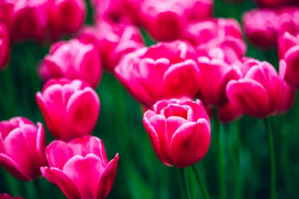 Pink Flowers Tulip In Spring Garden