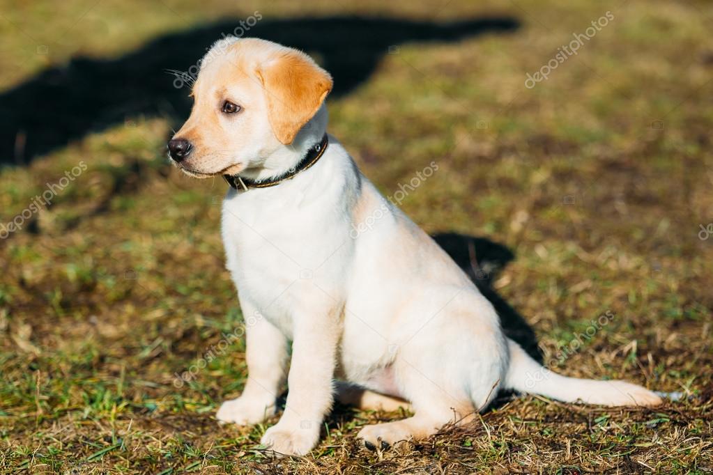 Piękny biały pies Lab Labrador Retriever szczeniak Puppy Whelp