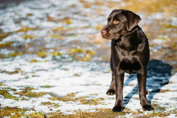 Beautiful Brown Dog Lab Labrador Retriever