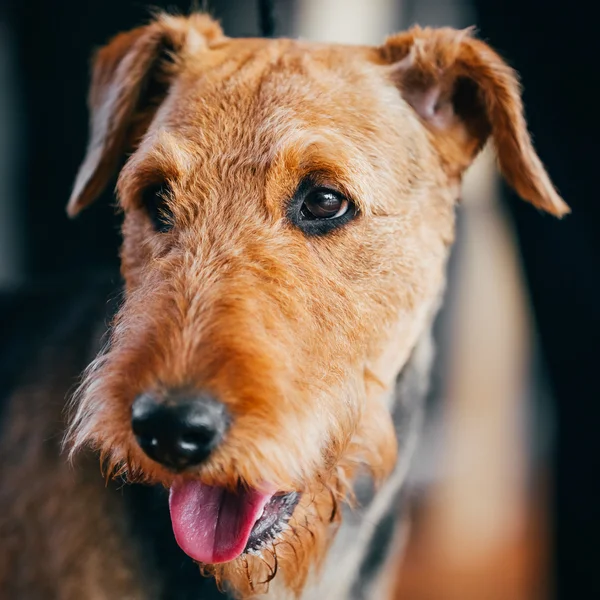 Brown Airedale Terrier Dog Close Up Portrait.