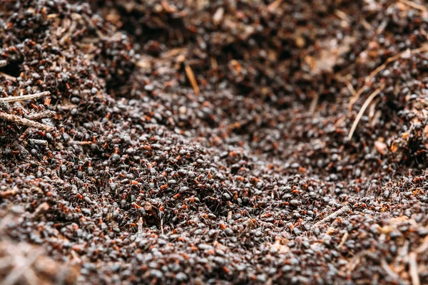 Background Of Red Ant Colony Formica Rufa