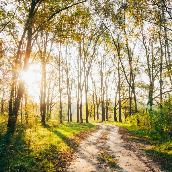 Colorful Autumn Trees In Forest