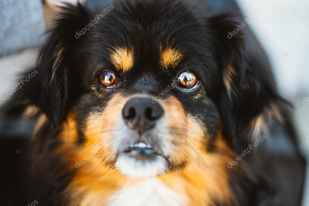 Race Mixte Petite Taille Noir Et Brun Couleurs Chien