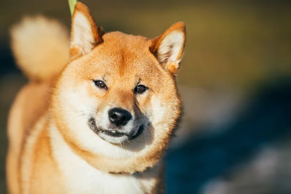 最新のhd柴犬 写真 フリー すべてのイラスト画像