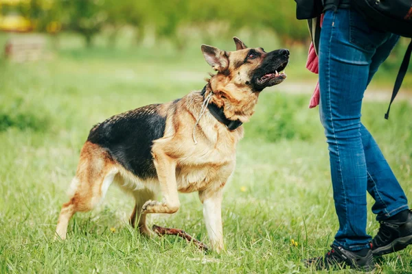 Training Shepherd Brown German Shepherd On Grass