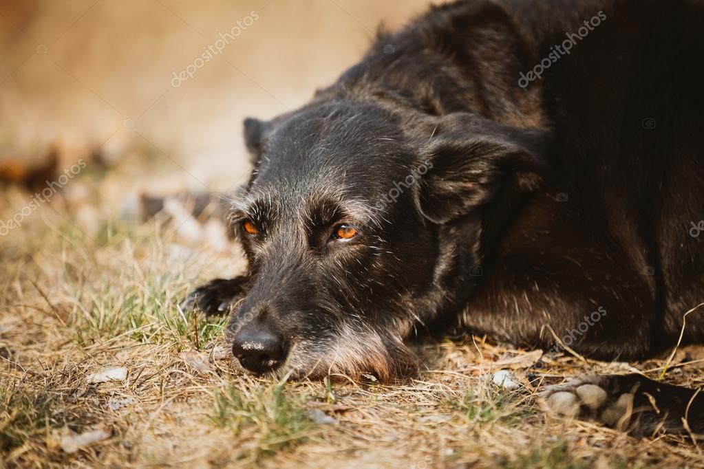 Petite Taille Noir Mélangé De Chien De Race Au Repos Dans L