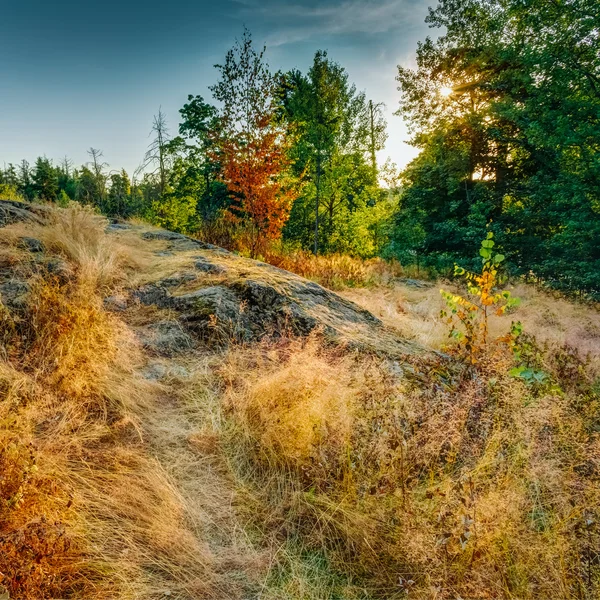 Path Road Way Pathway With Trees At Sunset In Autumn Forest