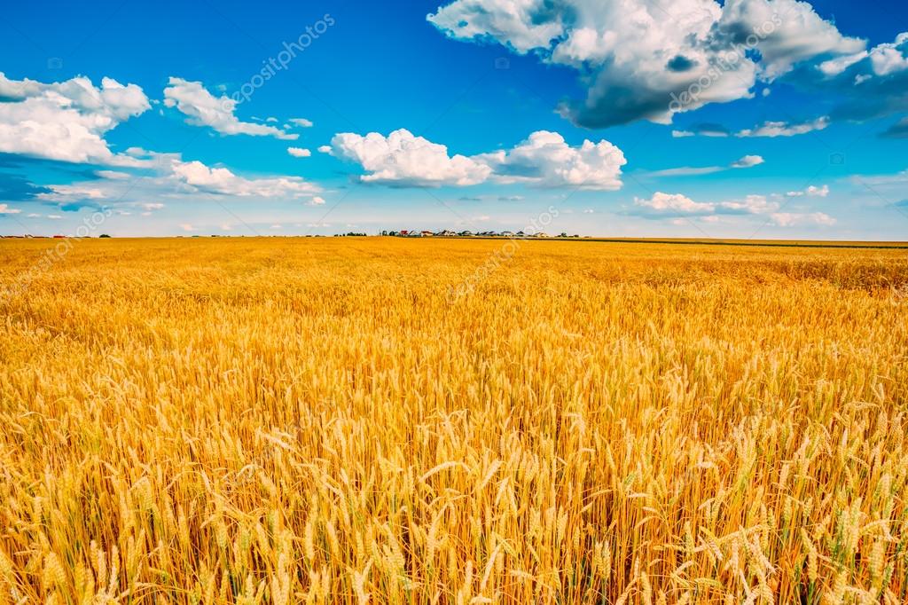 Campo de trigo, cosecha fresca de trigo — Foto de Stock