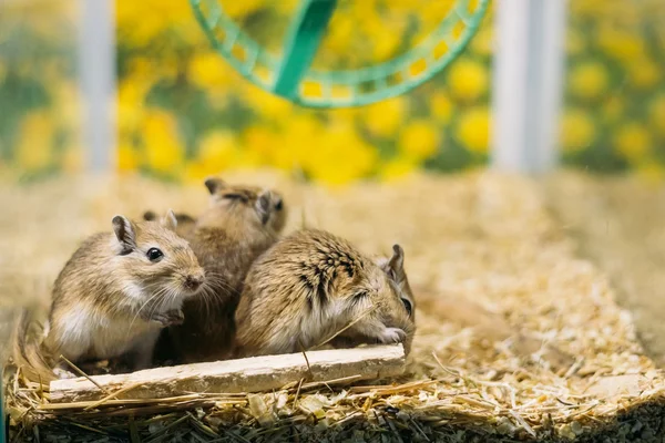 Meriones Unguiculatus, The Mongolian Jird Or Mongolian Gerbil