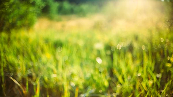 Nature Blurred Background Of Out Of Focus Green Grass Or Bokeh,