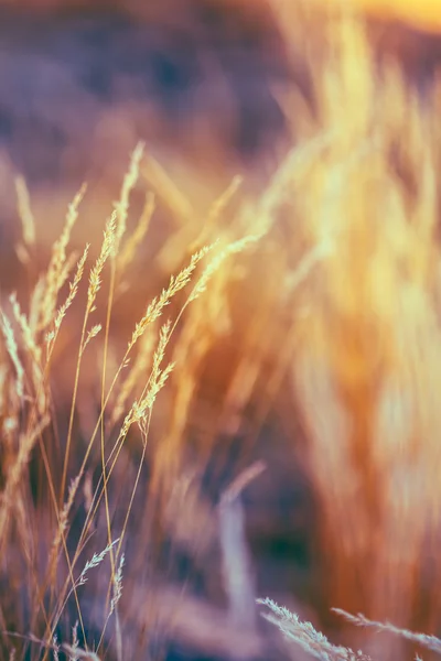 Nature Toned Dry Grass Background