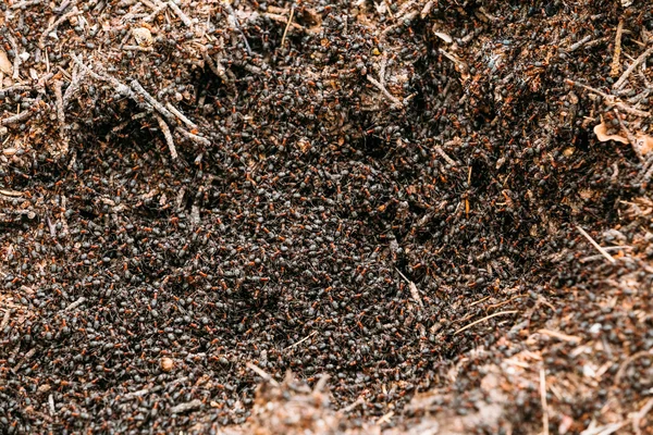 Red Forest Ants Formica Rufa In Anthill Macro Photo