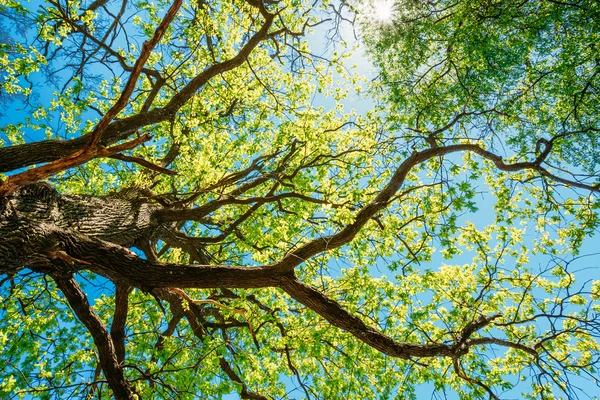 Sunny Canopy Of Tall Trees. Sunlight In Deciduous Forest, Summer