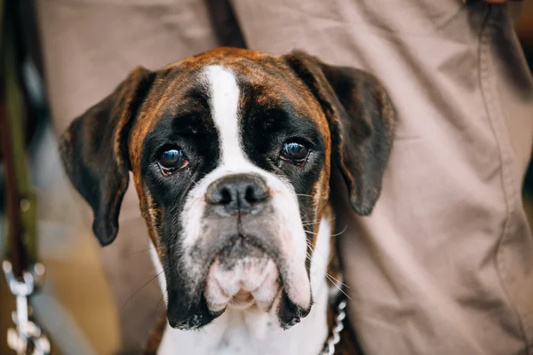 Boxer Dog Sitting near Owner