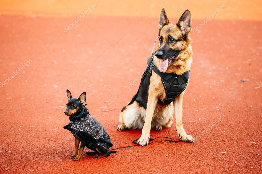Chien De Berger Allemand Et Traces Sitti Pincher Pinscher