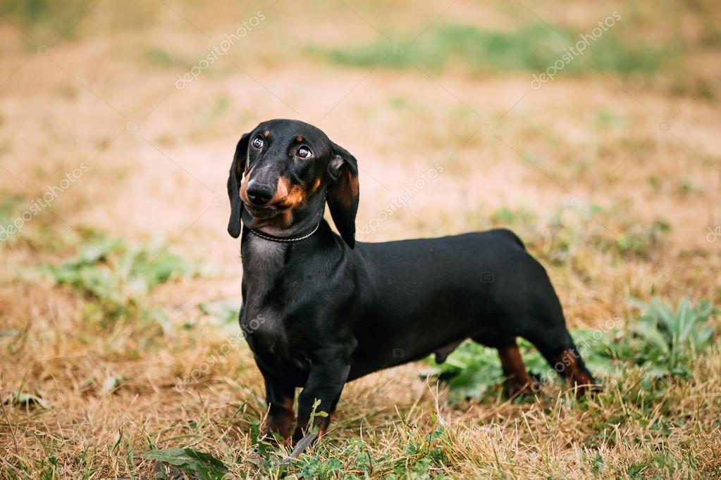 Gioco Cane Bassotto Nero Allaperto Foto Stock Ryhor 91453274