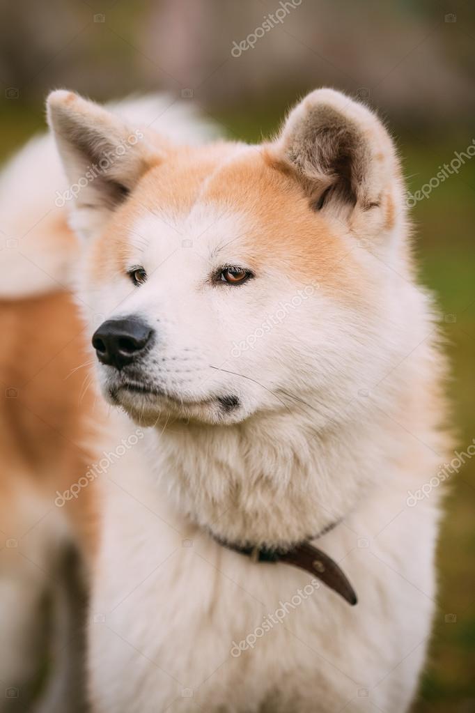 Akita Dog Or Akita Inu Japanese Akita Outdoor Close Up