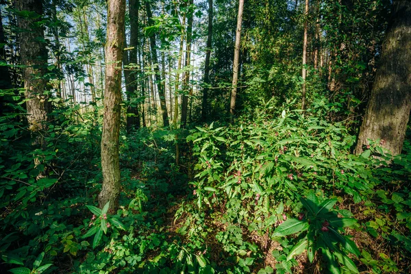 Summer Sunny Forest Trees. Nature, Woods in Sunlight