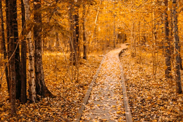 Wooden boarding path way pathway in autumn forest